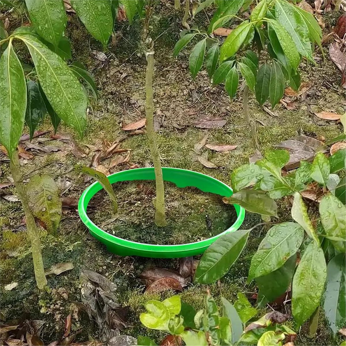 Big Discount 4 Plant Guard Rin - Gardening Tools Big 评论和价格