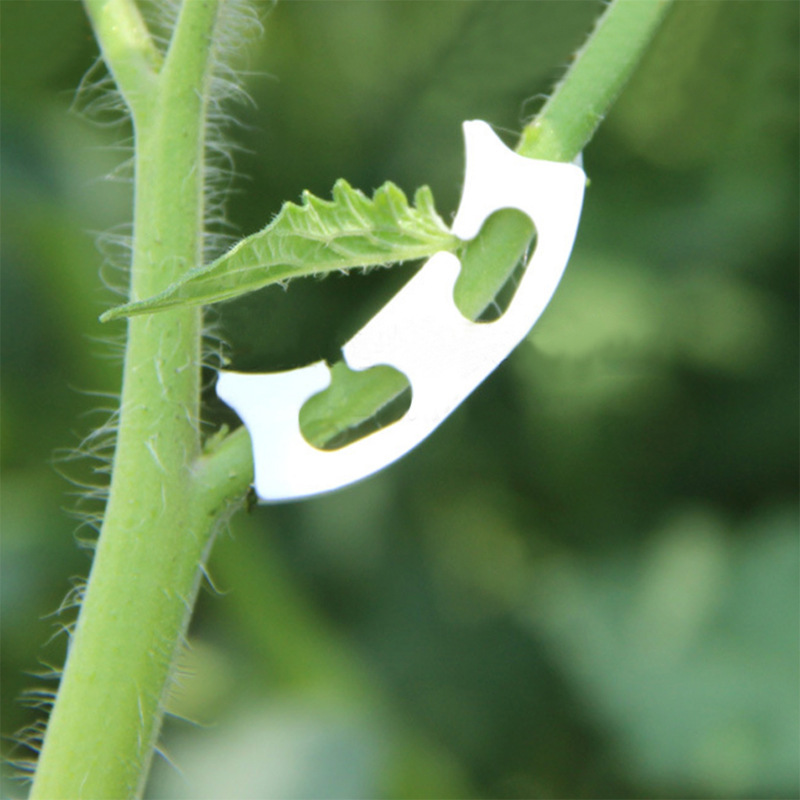 50/100pcs Botany-stem Vine Str - Gardening Tools Bundle 评论和价格